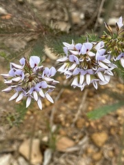 Gompholobium confertum