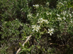 Nitraria billardierei