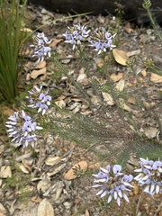 Gompholobium confertum