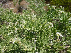 Nitraria billardierei