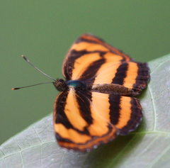 Pantoporia