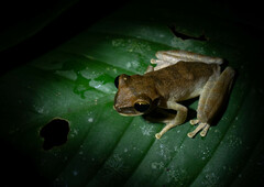 Osteocephalus yasuni