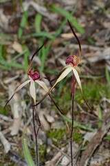 Caladenia fulva