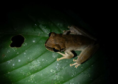 Osteocephalus yasuni