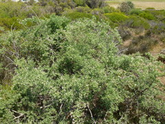 Nitraria billardierei