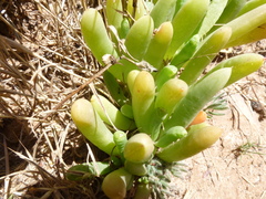 Disphyma crassifolium