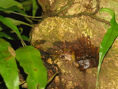 Kurixalus eiffingeri
