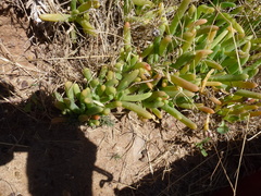 Disphyma crassifolium