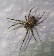 Nephilengys malabarensis