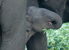 Elephas maximus indicus