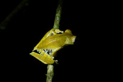 Boana calcarata