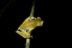 Boana calcarata