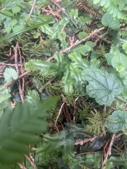 Conocephalum conicum