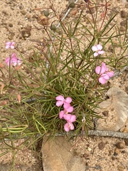 Stylidium scandens