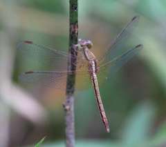 Neurothemis intermedia
