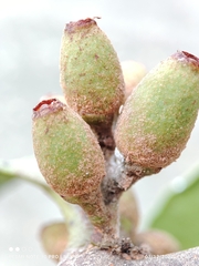 Dendrophthoe pentandra