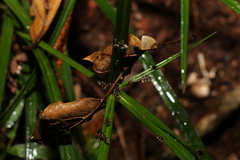 Cyperus tetraphyllus