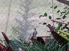 Philemon citreogularis