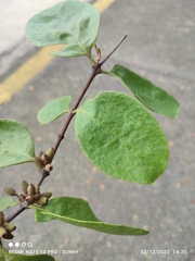 Dendrophthoe pentandra