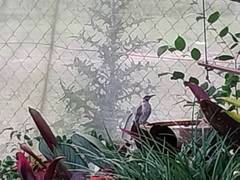 Philemon citreogularis