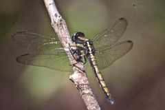 Orthetrum glaucum