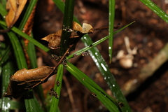 Cyperus tetraphyllus