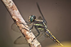 Orthetrum glaucum