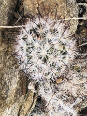 Mammillaria tetrancistra