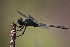Zygonyx iris malayanus