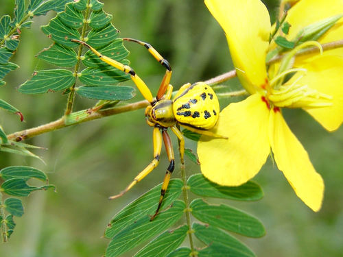 White-banded Crab Spider photo 5