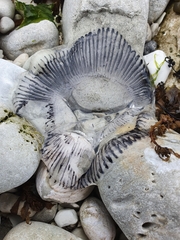 Aequorea forskalea