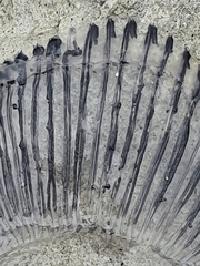 Aequorea forskalea