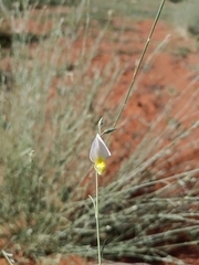 Crotalaria spartioides