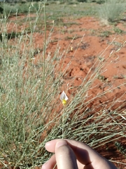 Crotalaria spartioides