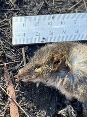 Antechinus minimus