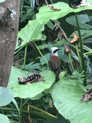 Garrulax leucolophus