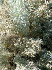 Artemisia arborescens