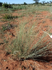 Crotalaria spartioides