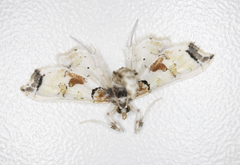 Neoleucinodes
