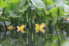 Nuphar variegata