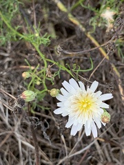 Malacothrix saxatilis