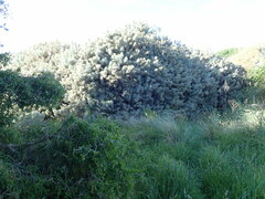 Artemisia arborescens