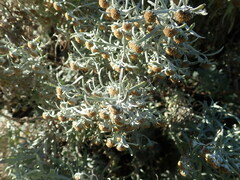 Artemisia arborescens