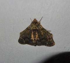 Ortopla lindsayi