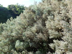 Artemisia arborescens