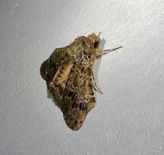 Ortopla lindsayi