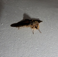 Ortopla lindsayi