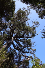 Athrotaxis selaginoides