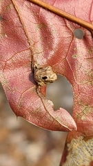 Macrodiplosis majalis