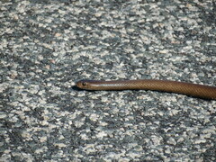 Pseudonaja affinis exilis